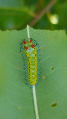 Hyalophora cecropia