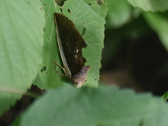 Gonodonta