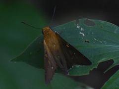 Aguna asander asander