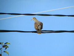 Streptopelia orientalis