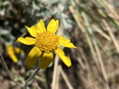 Eriophyllum