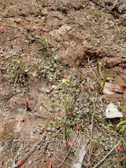 Utricularia chrysantha