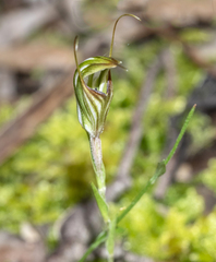 Pterostylis striata