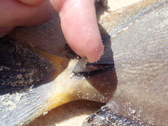 Acanthurus dussumieri