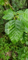 Alnus alnobetula