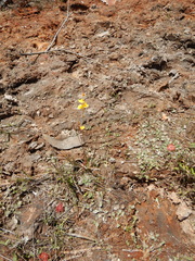 Utricularia chrysantha