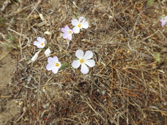 Leptosiphon grandiflorus