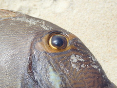 Acanthurus dussumieri