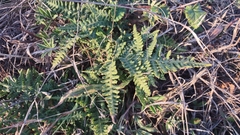 Pentagramma triangularis