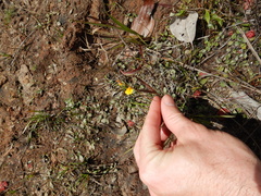 Utricularia chrysantha