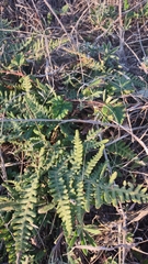 Pentagramma triangularis