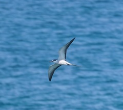 Onychoprion anaethetus