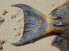 Acanthurus dussumieri