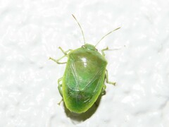 Nezarini