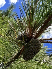 Pinus taiwanensis