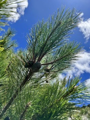 Pinus taiwanensis