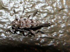 Acanthocinus obsoletus