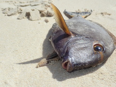 Acanthurus dussumieri