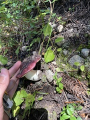 Russula xerampelina