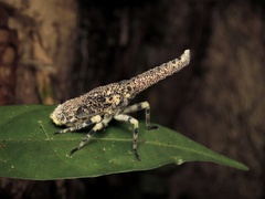 Zanna terminalis