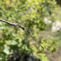 Chalcolestes parvidens