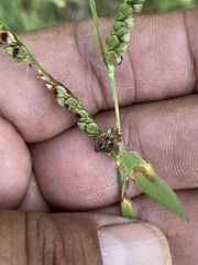 Sphyrocoris obliquus