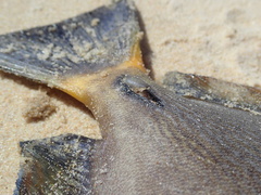 Acanthurus dussumieri