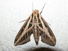 Eumorpha fasciatus