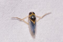 Anisops