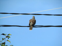 Streptopelia orientalis