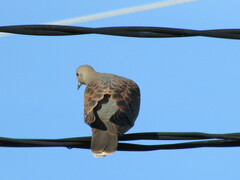 Streptopelia orientalis