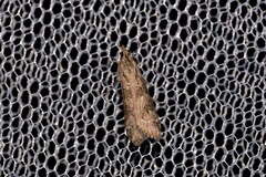 Achyra affinitalis