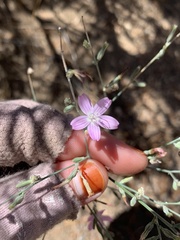 Stephanomeria exigua
