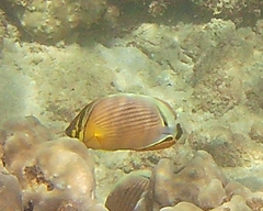 Chaetodon lunulatus