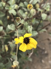 Helianthus niveus