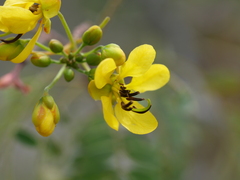 Senna siamea