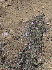 Stephanomeria exigua