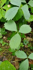 Fragaria virginiana