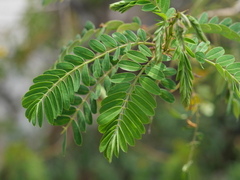 Senna siamea