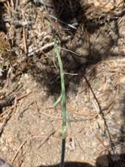 Stephanomeria exigua