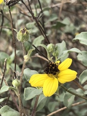 Helianthus niveus