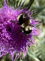 Bombus vancouverensis