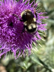 Bombus vancouverensis