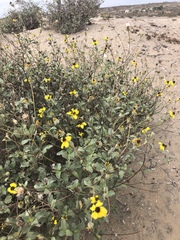 Helianthus niveus