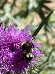 Bombus vancouverensis