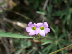 Oxalis decaphylla