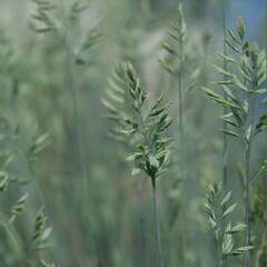 Festuca