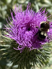 Bombus vancouverensis