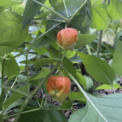 Alkekengi officinarum