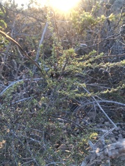 Adenostoma fasciculatum